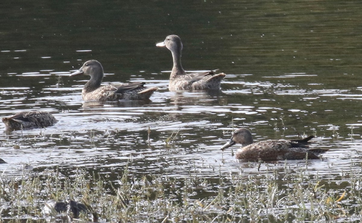 Blue-winged/Cinnamon Teal - ML623856124