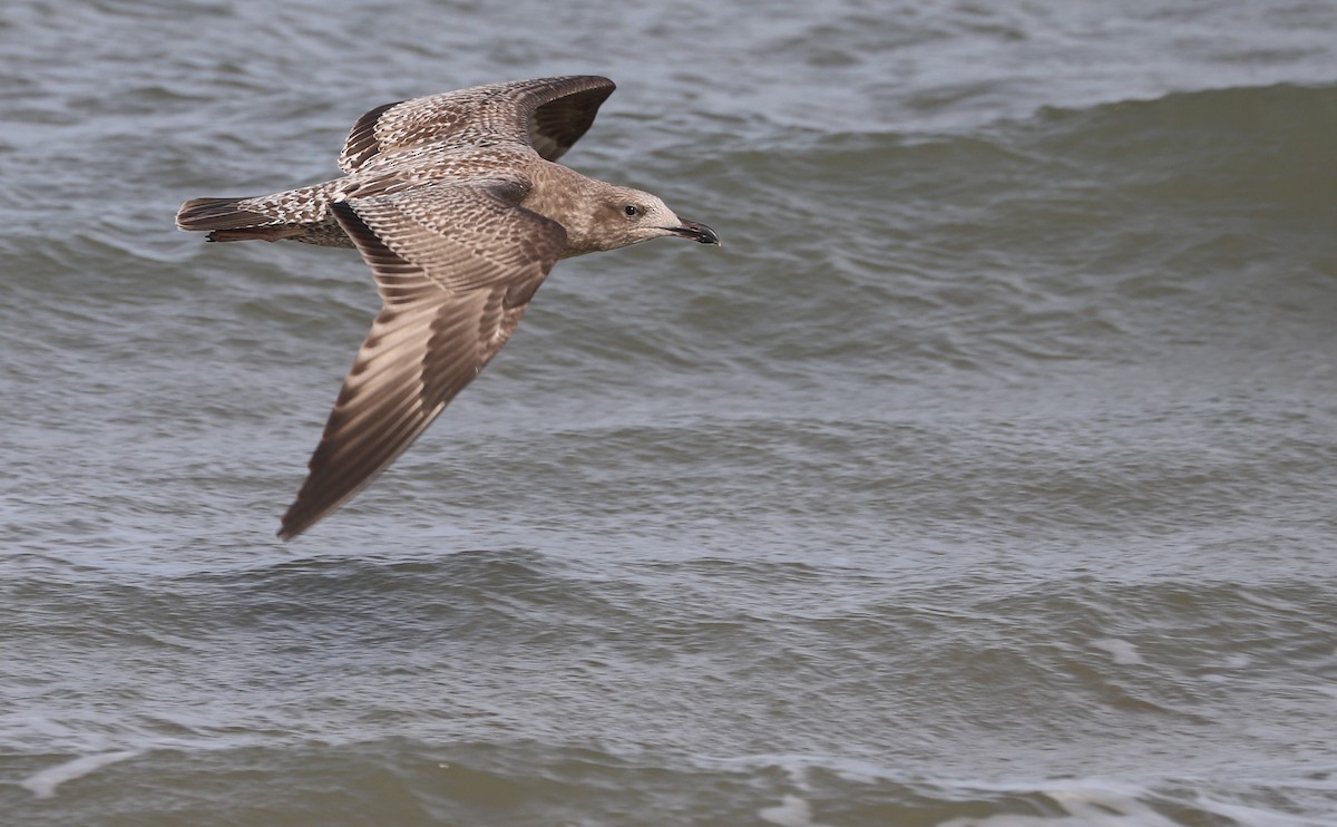 Gaviota Argéntea (americana) - ML623856126