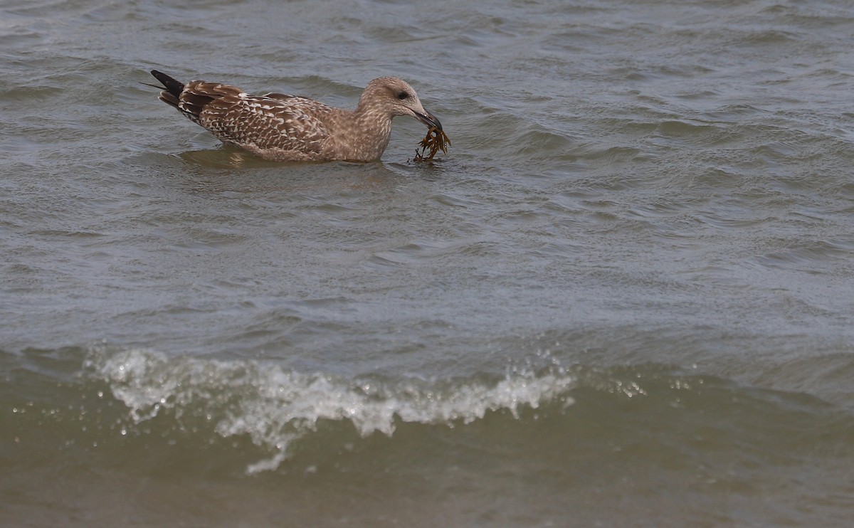 Gaviota Argéntea (americana) - ML623856129