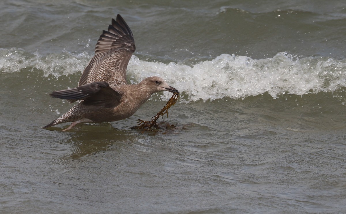 Gaviota Argéntea (americana) - ML623856130