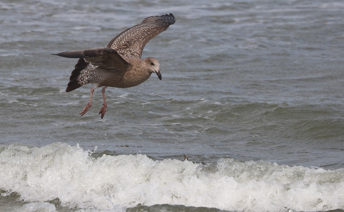 Gaviota Argéntea (americana) - ML623856132