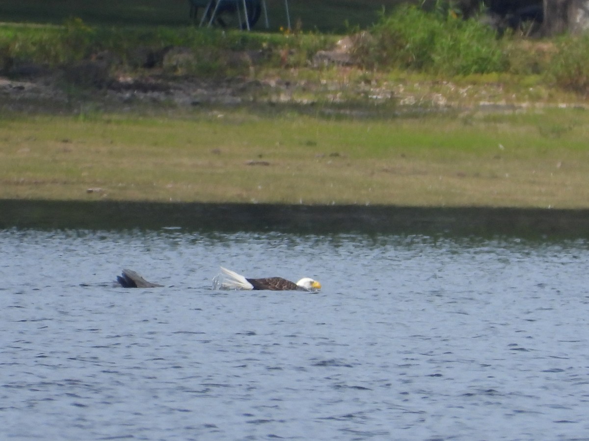 Bald Eagle - ML623856137