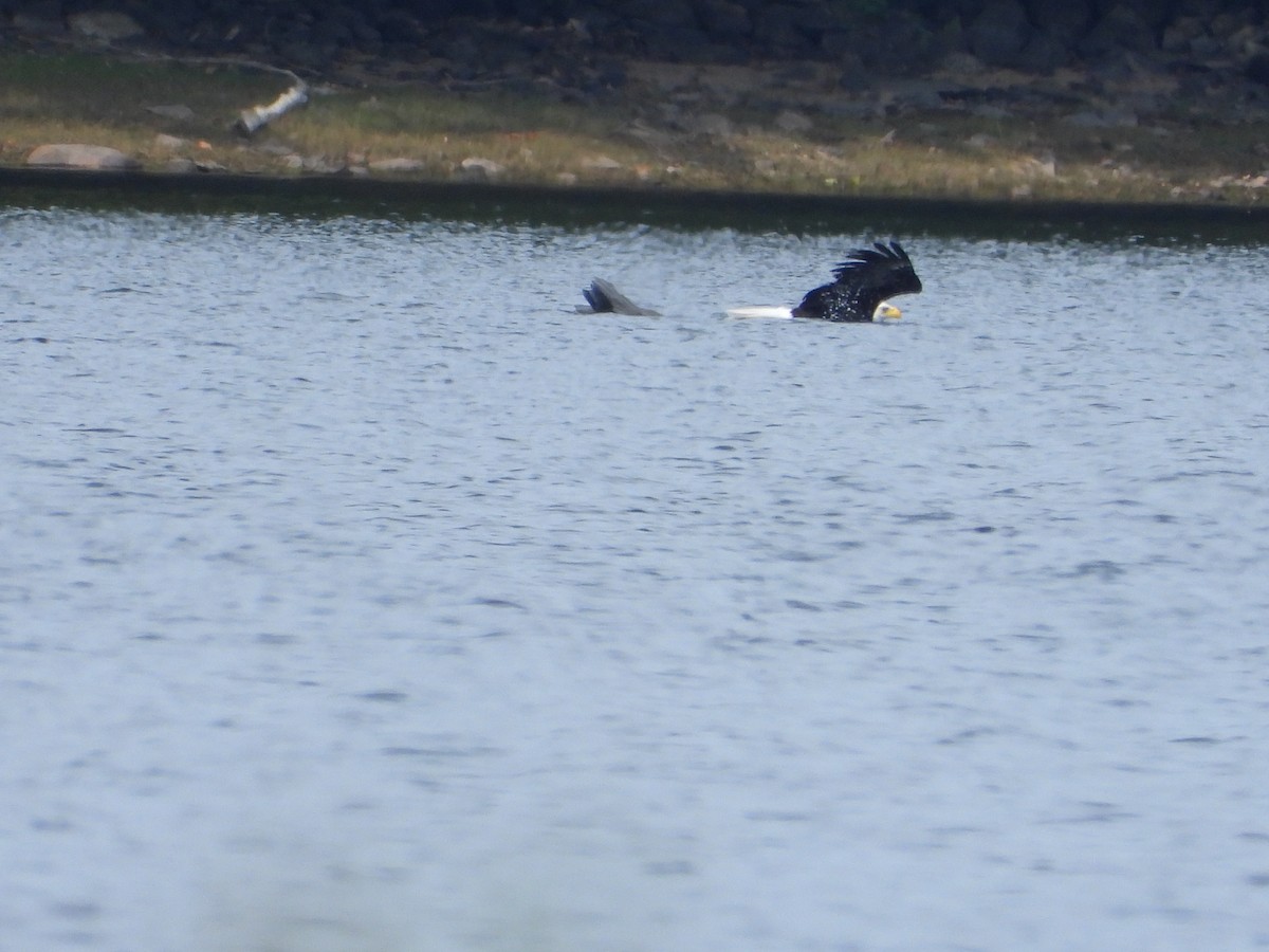 Bald Eagle - ML623856140