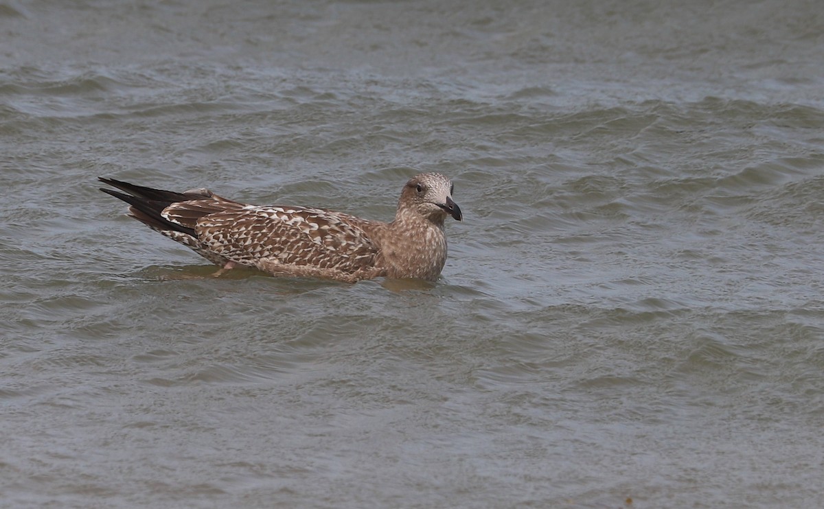 Gaviota Argéntea (americana) - ML623856141