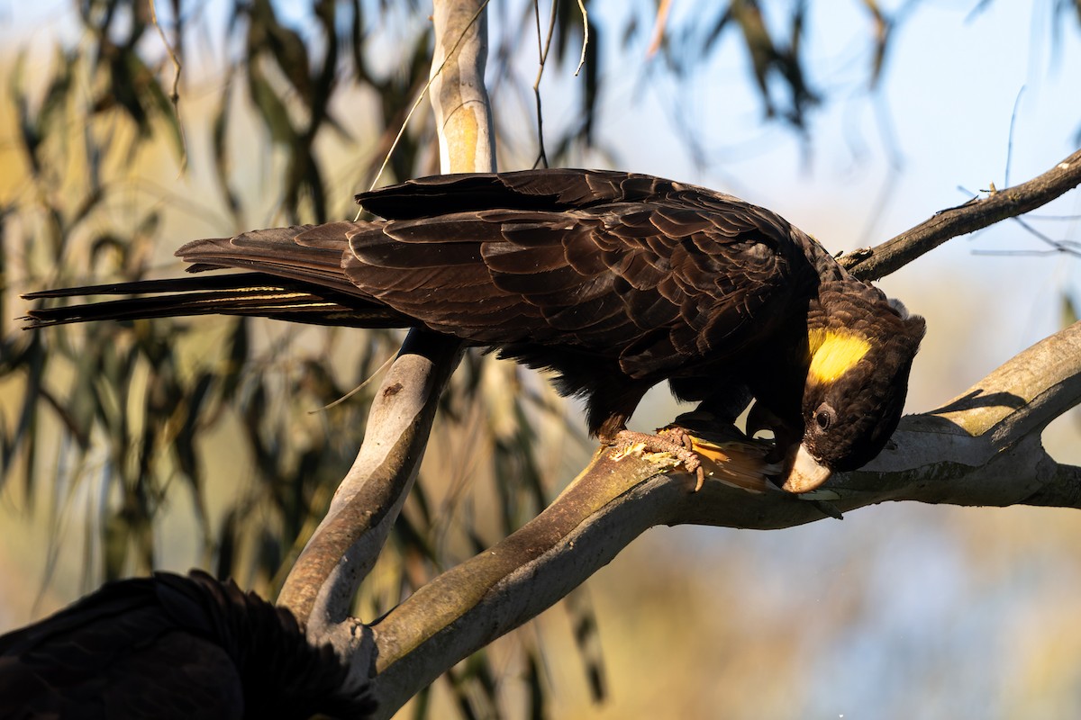 Yellow-tailed Black-Cockatoo - ML623856143