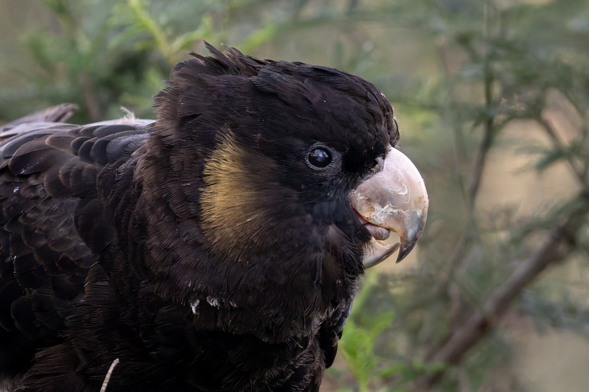 Yellow-tailed Black-Cockatoo - ML623856144