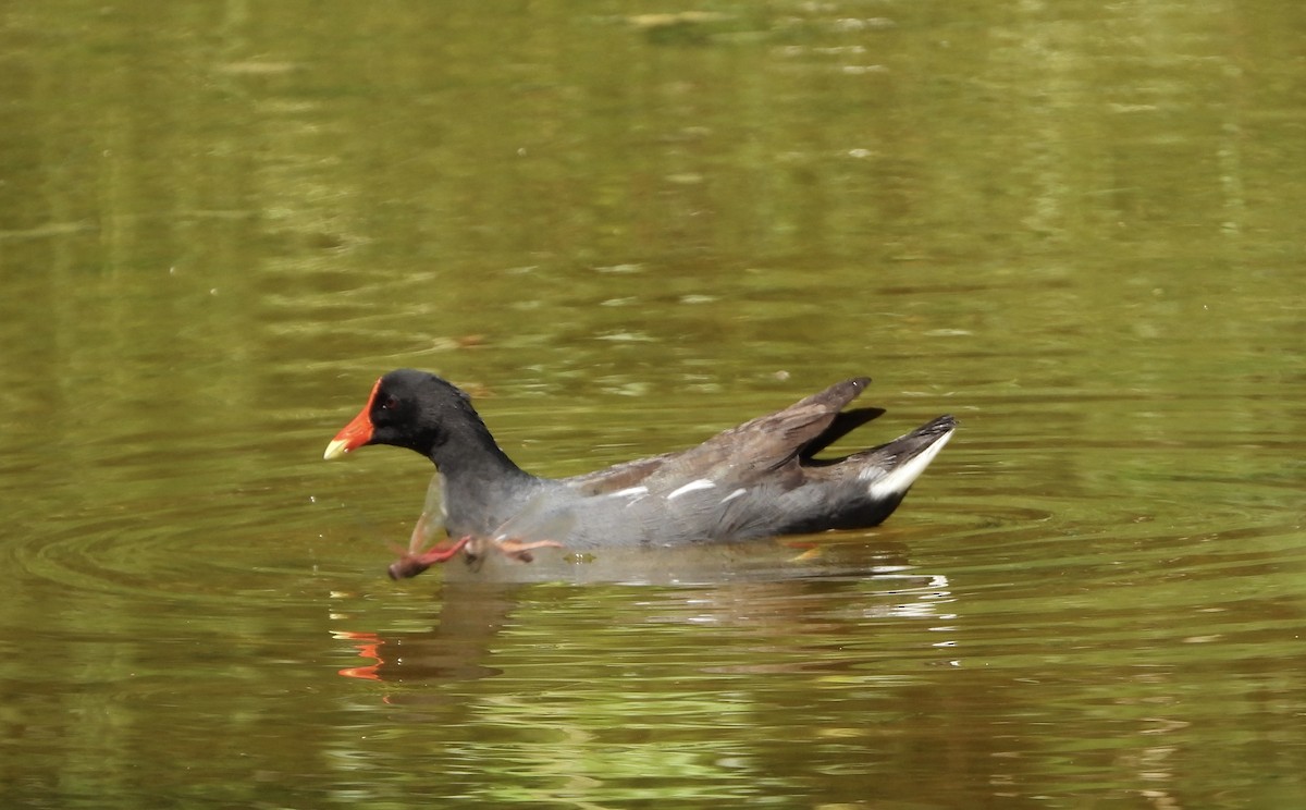 Common Gallinule - ML623856147