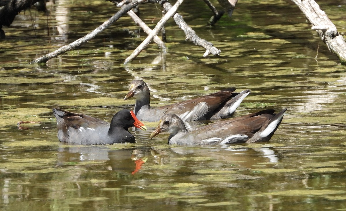 Common Gallinule - ML623856148