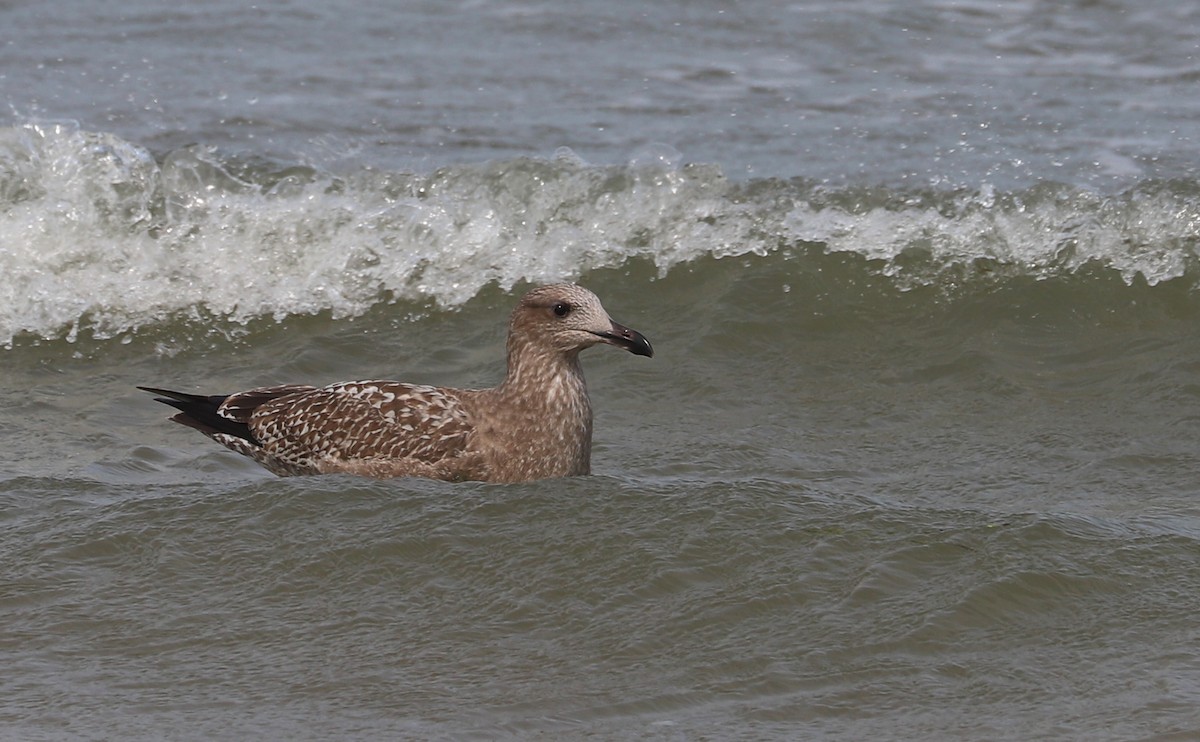 Gaviota Argéntea (americana) - ML623856149