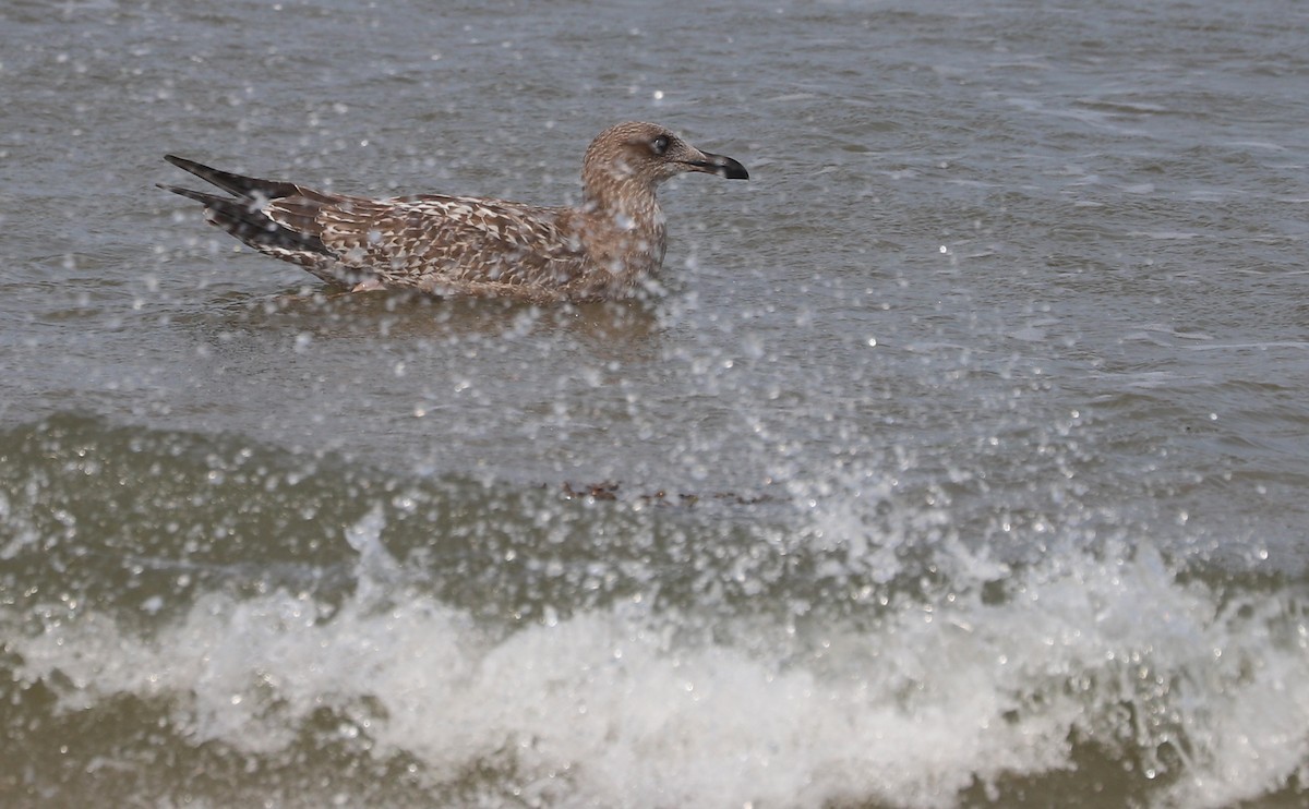 Gaviota Argéntea (americana) - ML623856152