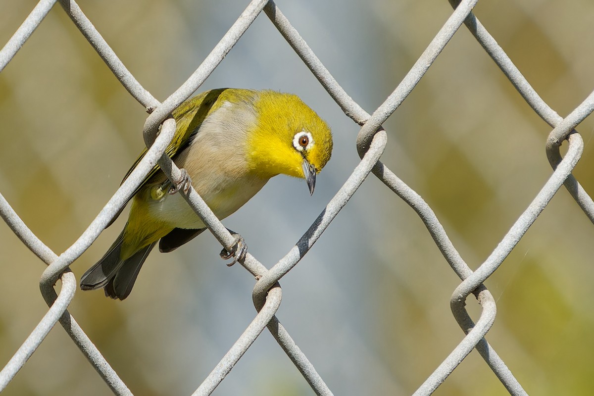 Swinhoe's White-eye - ML623856157