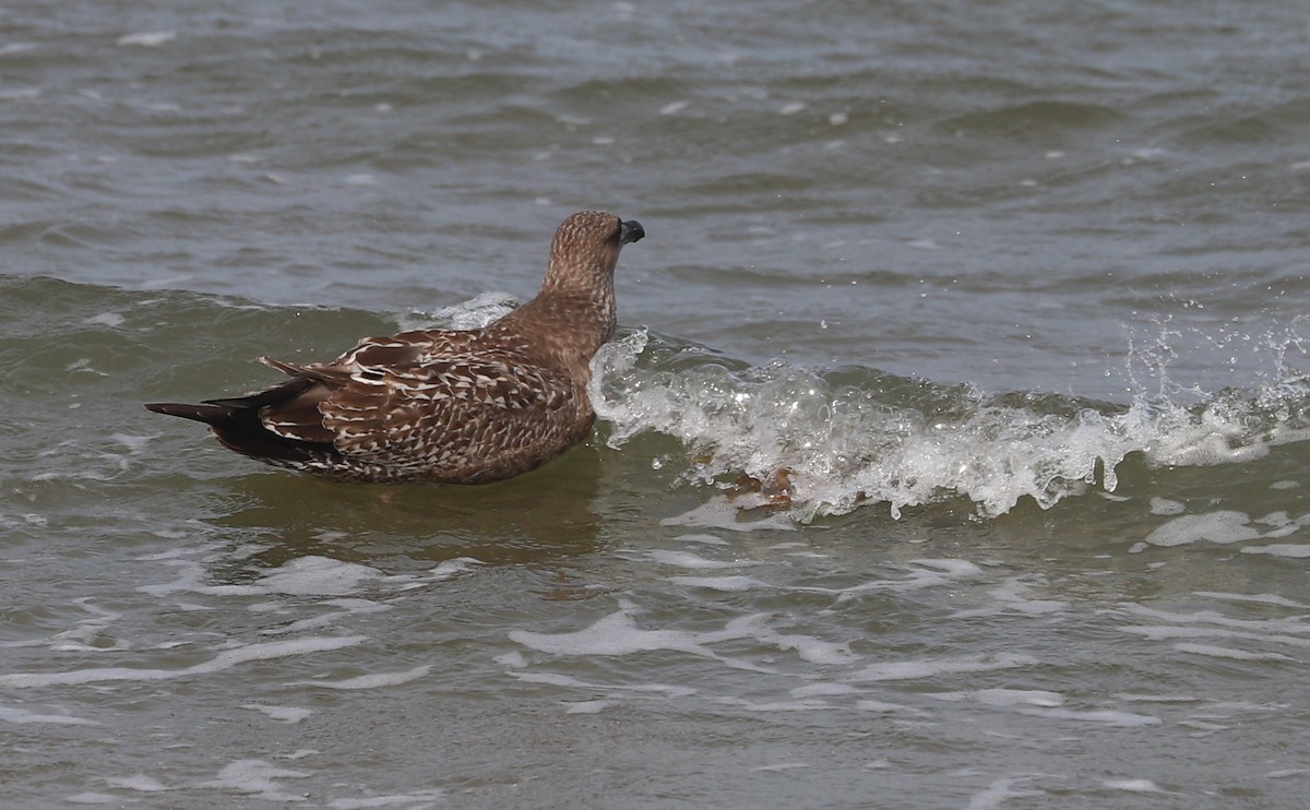 Gaviota Argéntea (americana) - ML623856158