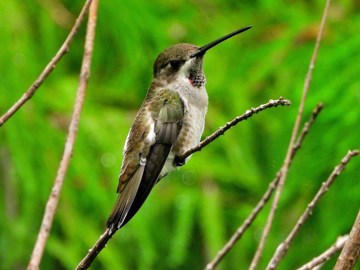 Plain-capped Starthroat - ML623856164