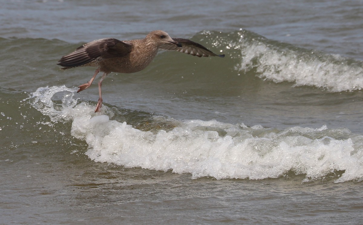 Gaviota Argéntea (americana) - ML623856169