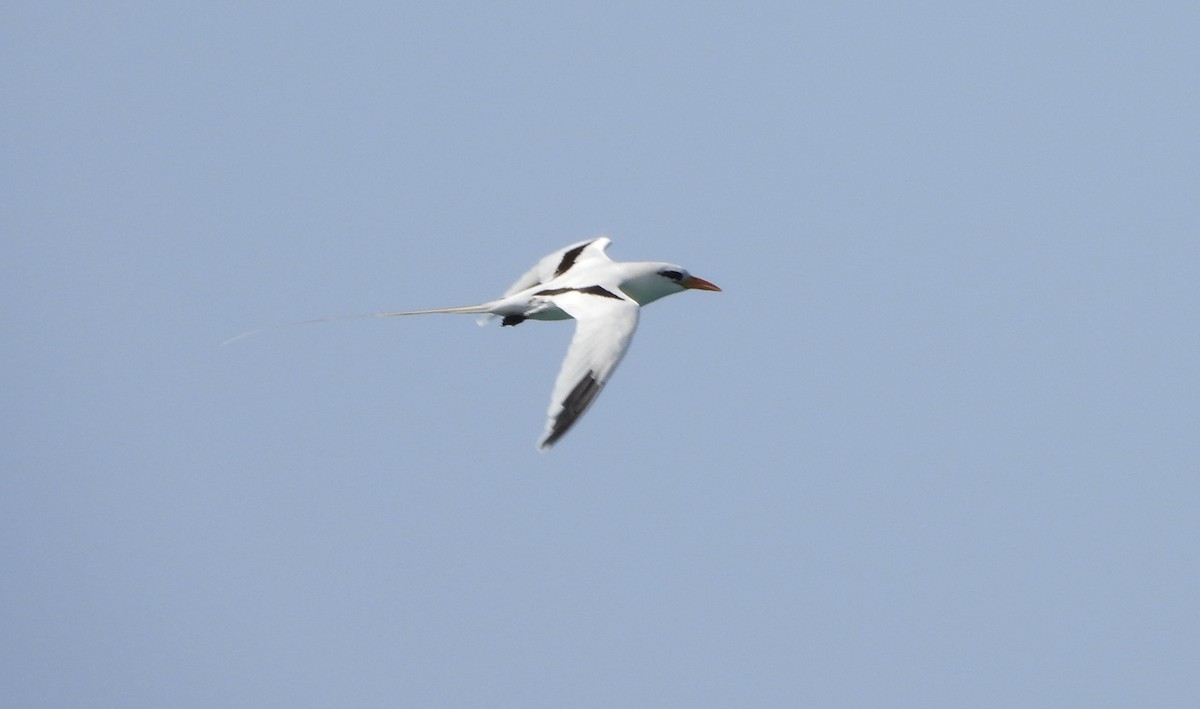 White-tailed Tropicbird - ML623856171