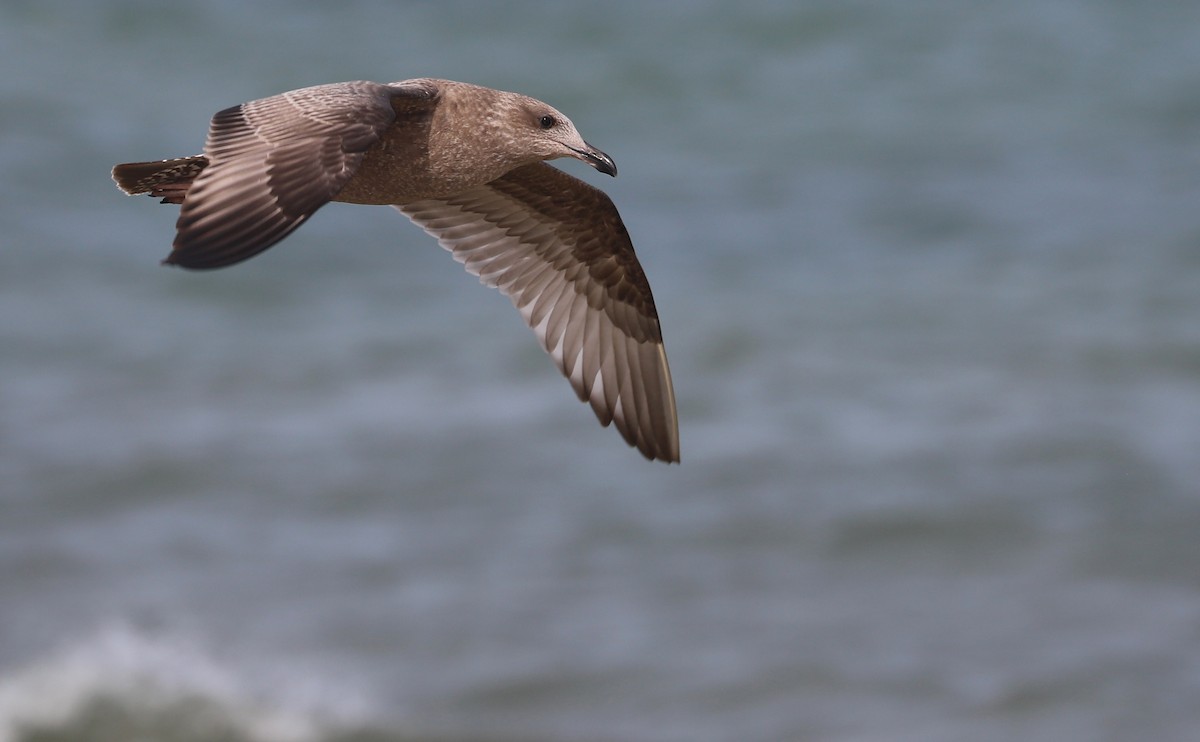 Gaviota Argéntea (americana) - ML623856173