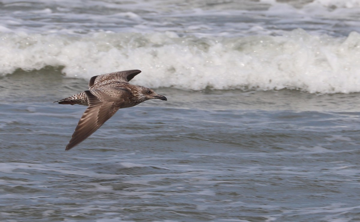 Gaviota Argéntea (americana) - ML623856180