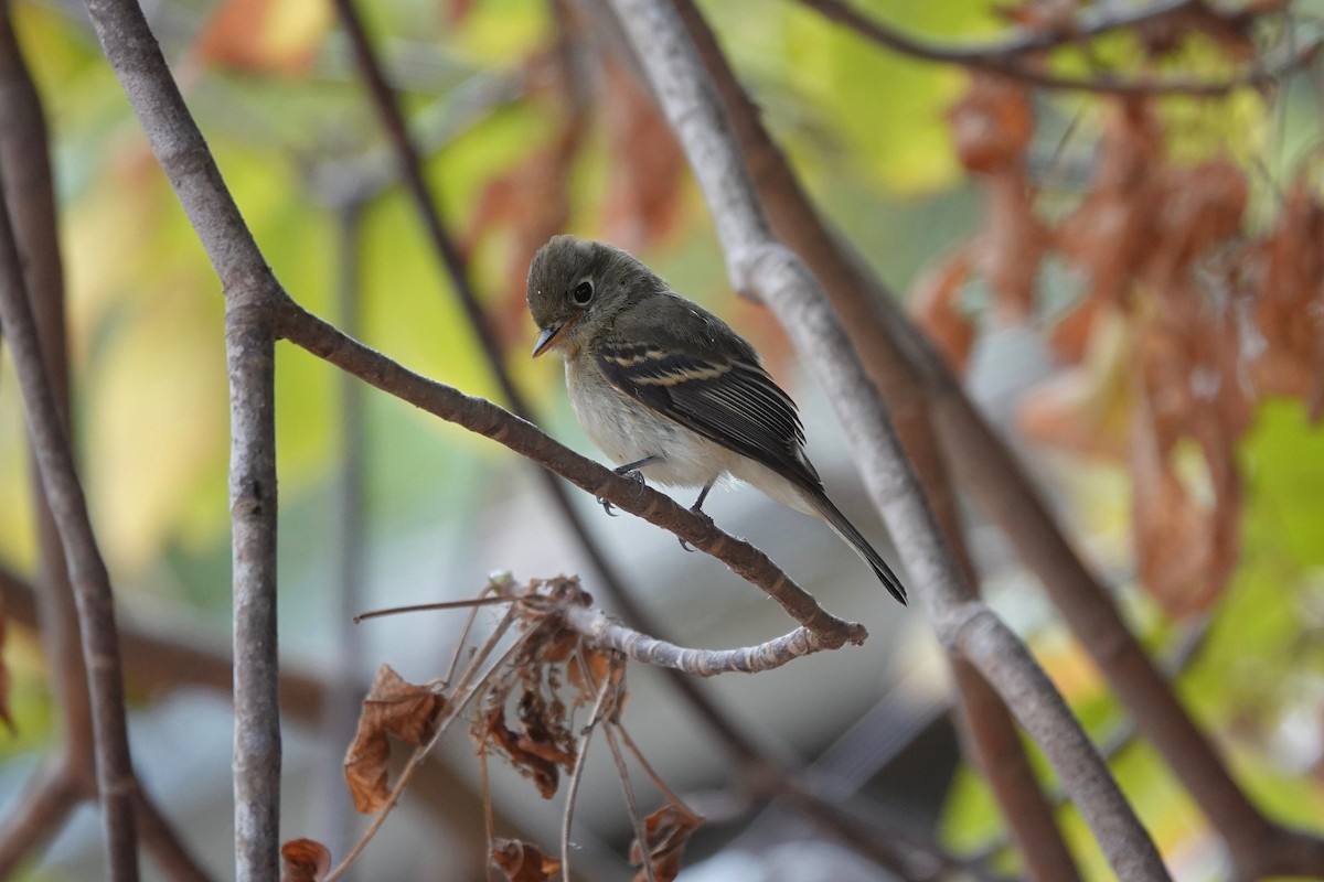 Western Flycatcher - ML623856182