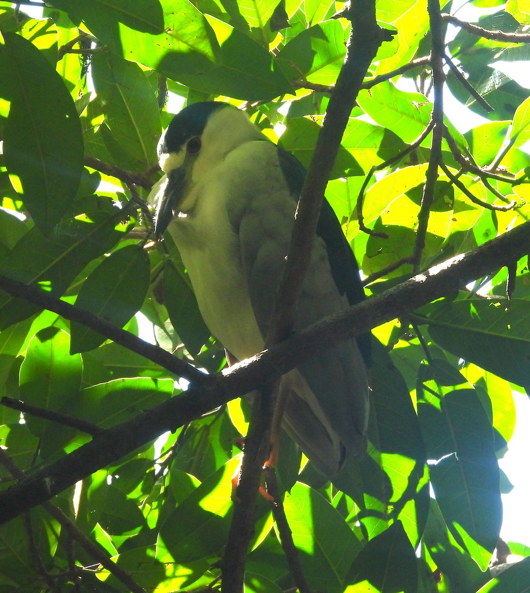 Black-crowned Night Heron - ML623856184