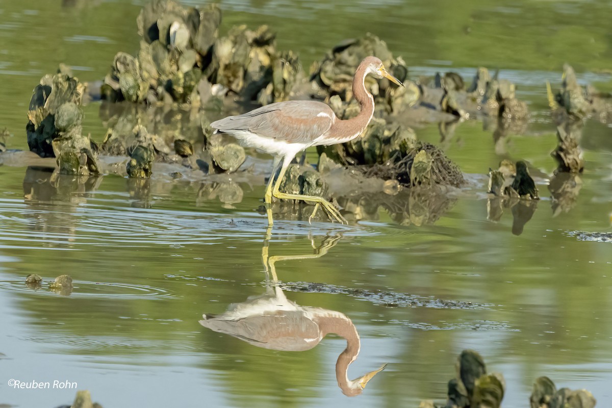 Tricolored Heron - Reuben Rohn