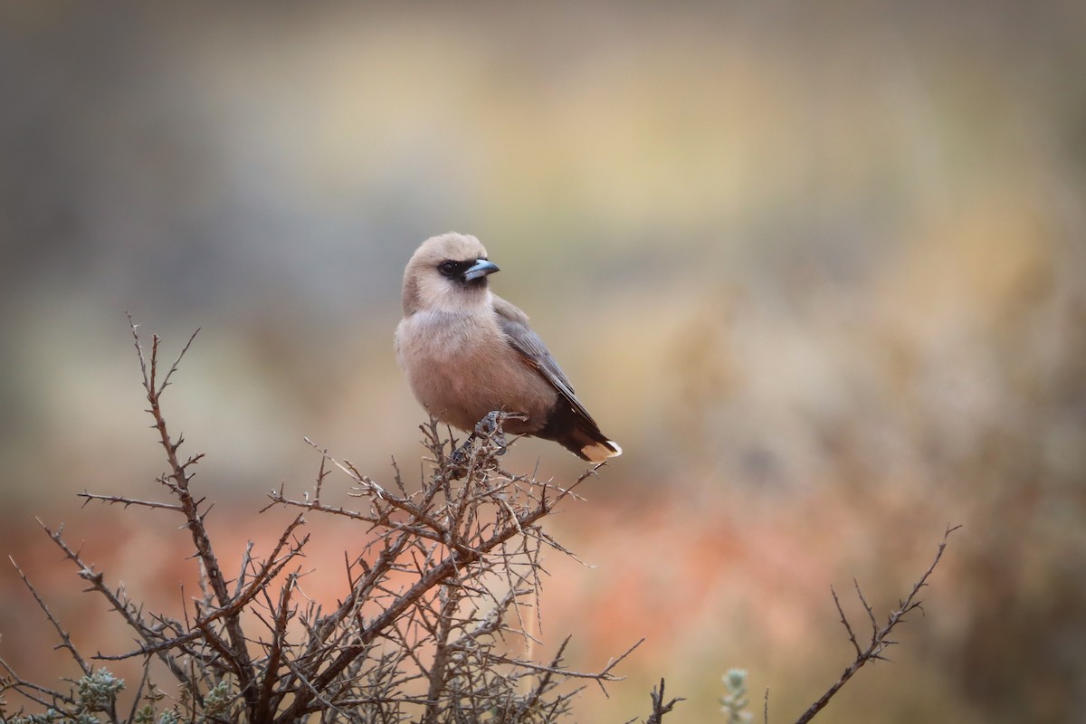 Black-faced Woodswallow - ML623856218