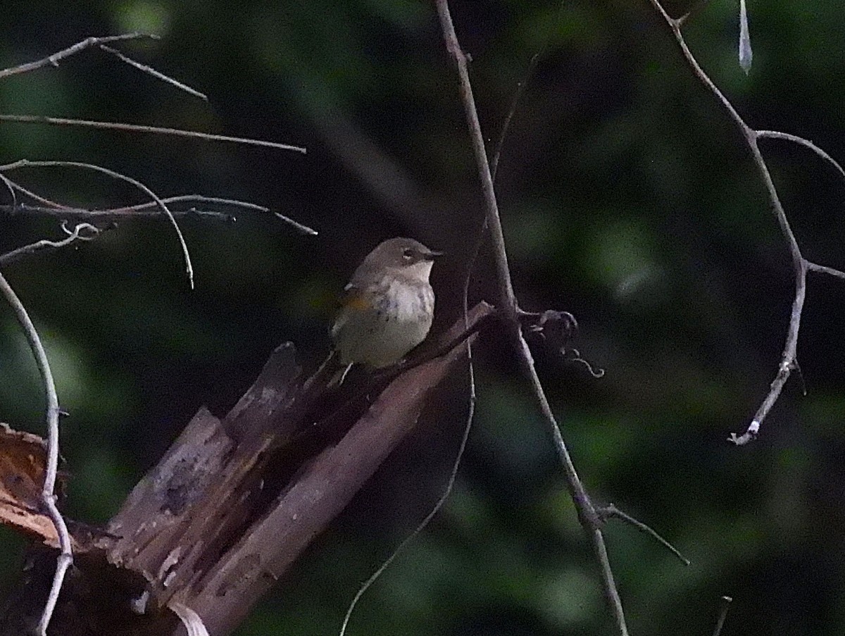 Yellow-rumped Warbler - ML623856223