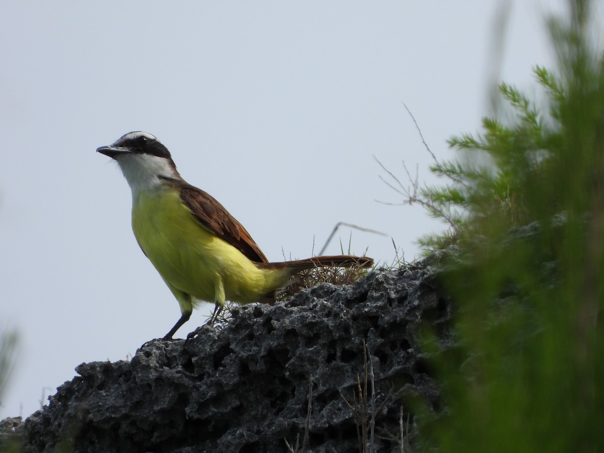 Great Kiskadee - ML623856229