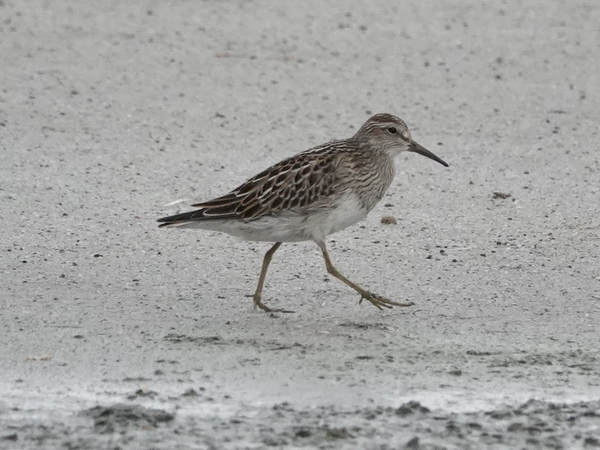 Орог элсэг - ML623856241