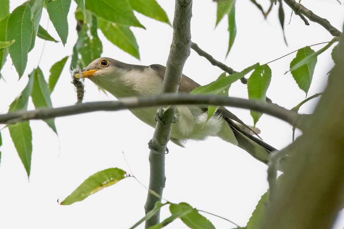 Yellow-billed Cuckoo - ML623856252