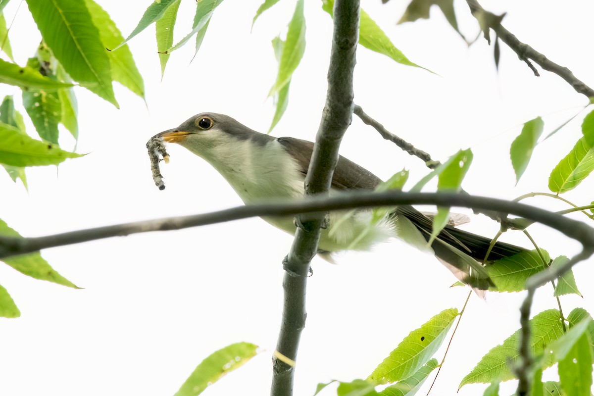 Yellow-billed Cuckoo - ML623856253