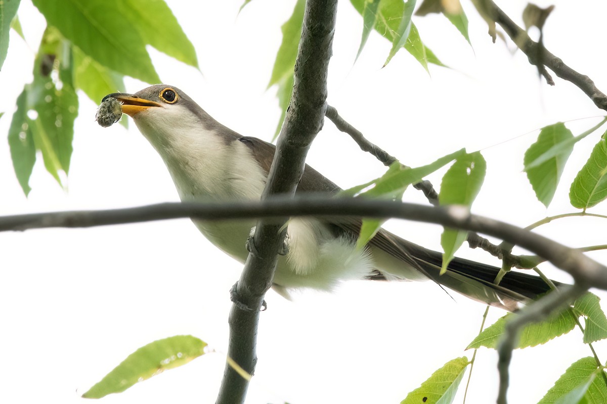 Yellow-billed Cuckoo - ML623856255