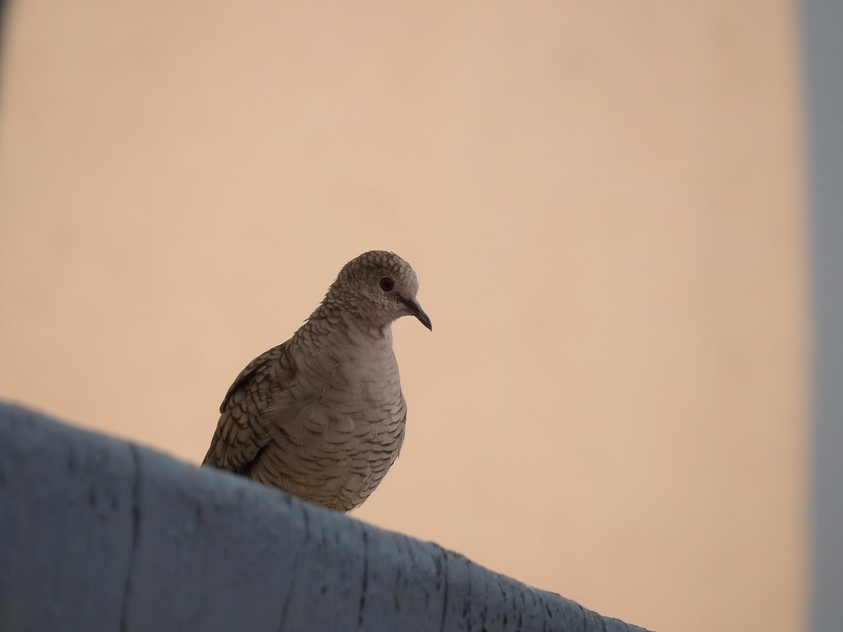 Inca Dove - Marcelo Gutierrez