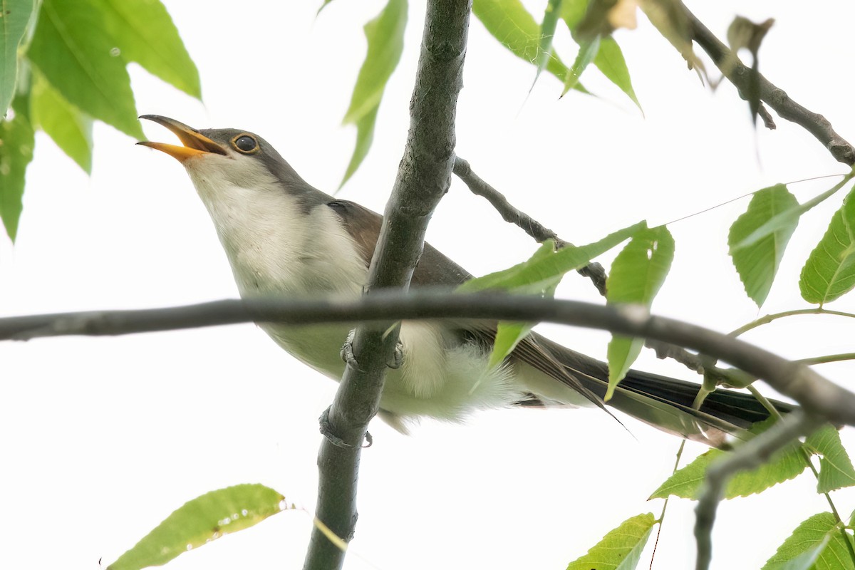 Yellow-billed Cuckoo - ML623856259