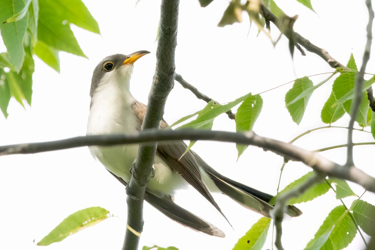 Yellow-billed Cuckoo - ML623856260