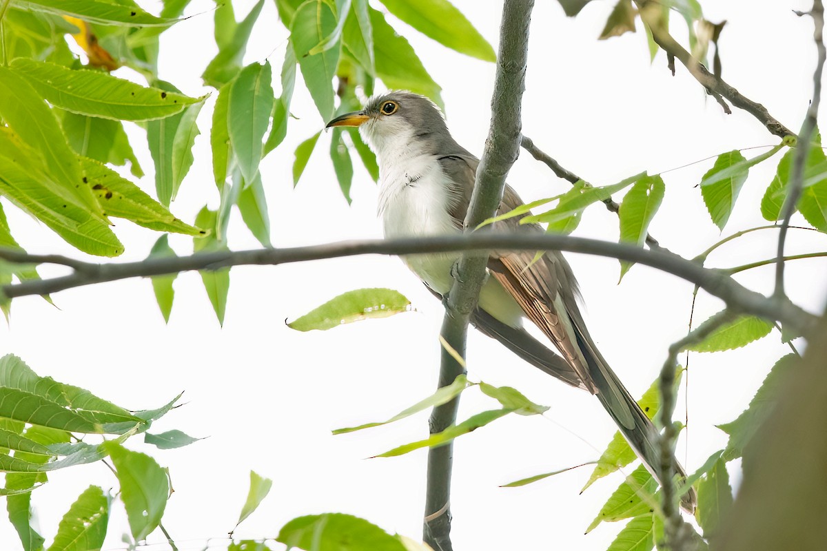 Yellow-billed Cuckoo - ML623856263