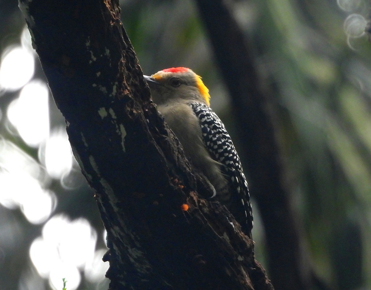 Golden-fronted Woodpecker - Karina Garduño