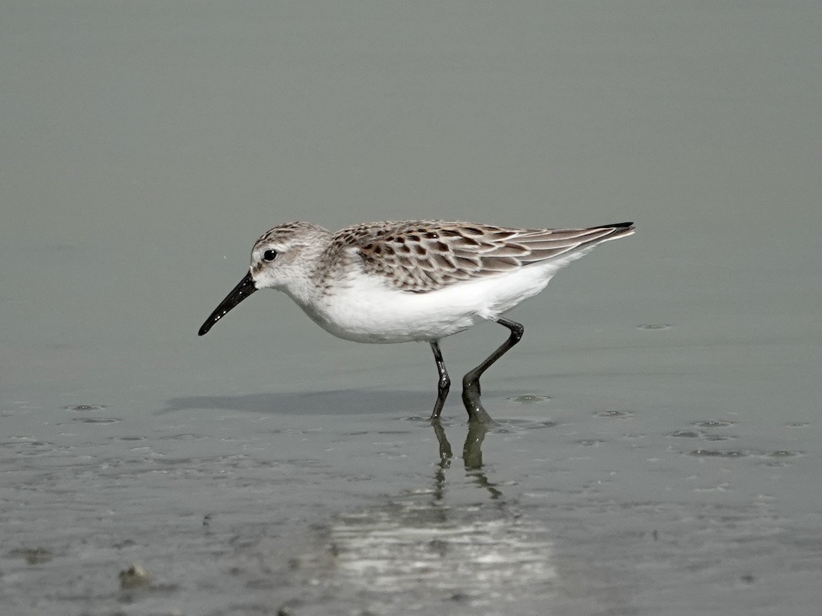 Western Sandpiper - ML623856301