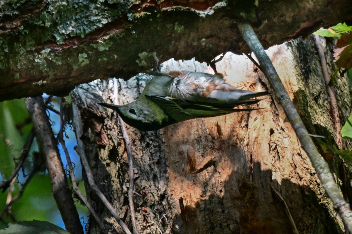 White-breasted Nuthatch - ML623856343