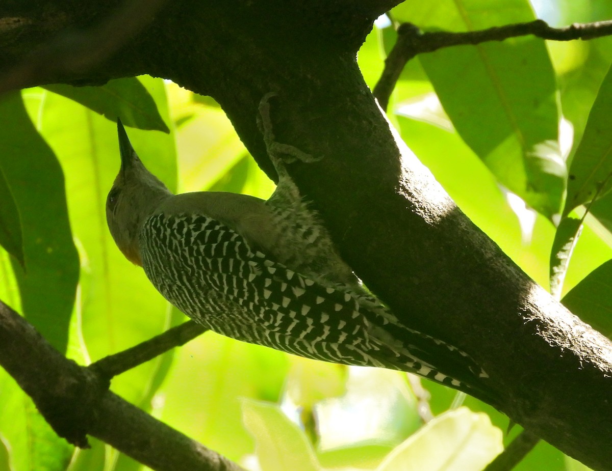 Golden-fronted Woodpecker - ML623856350