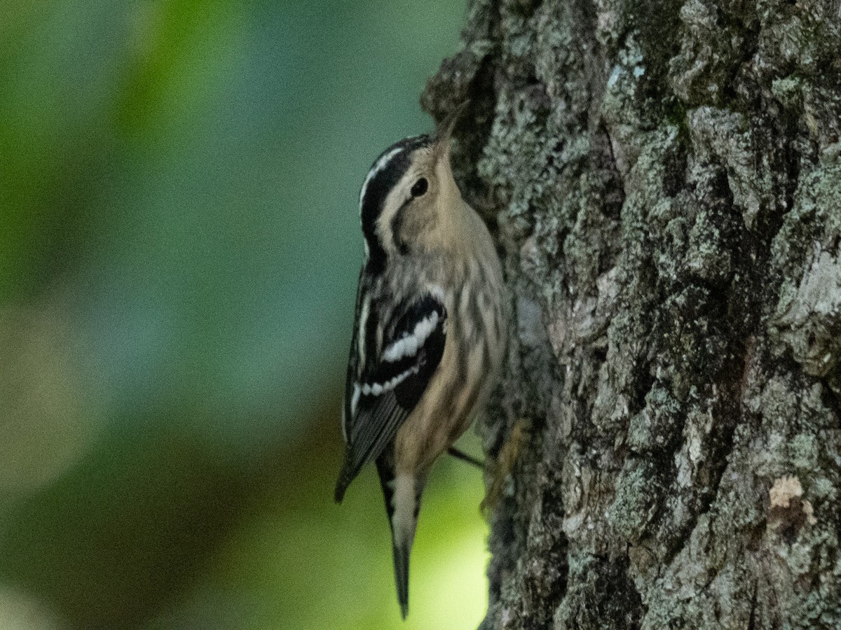 Black-and-white Warbler - ML623856375