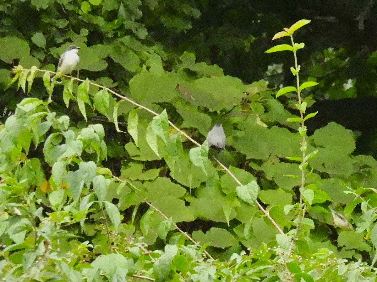 Gray Catbird - ML623856386
