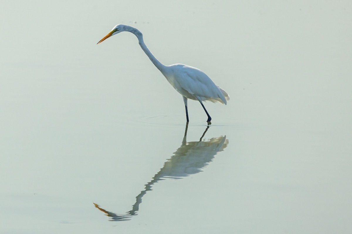 Great Egret - Reuben Rohn