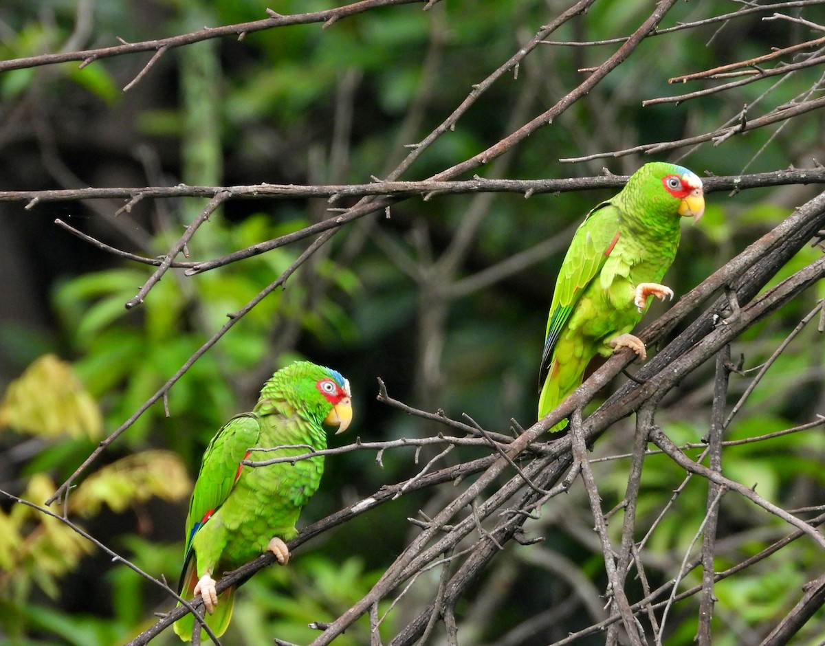 White-fronted Parrot - ML623856435