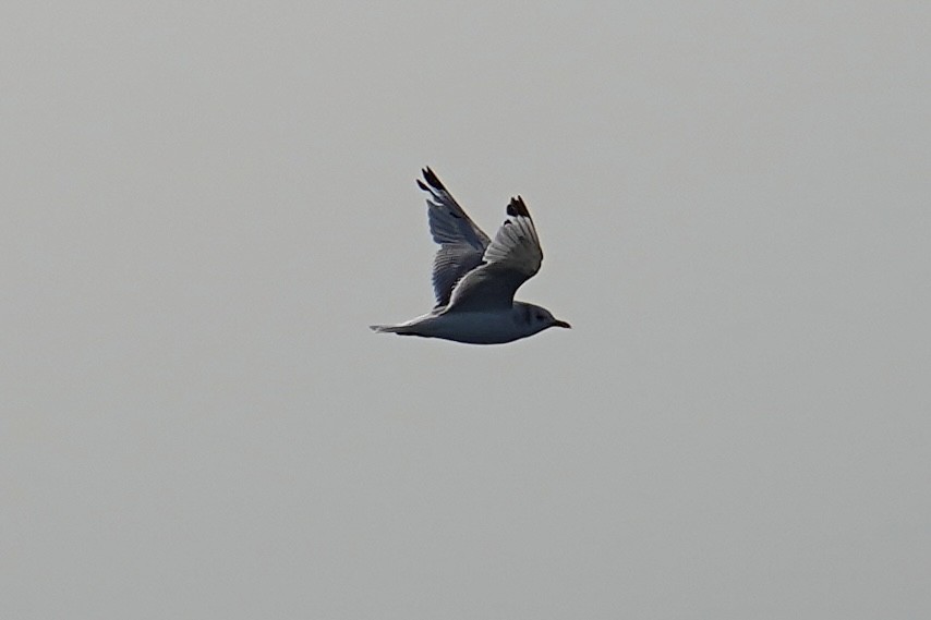 Black-legged Kittiwake - ML623856443