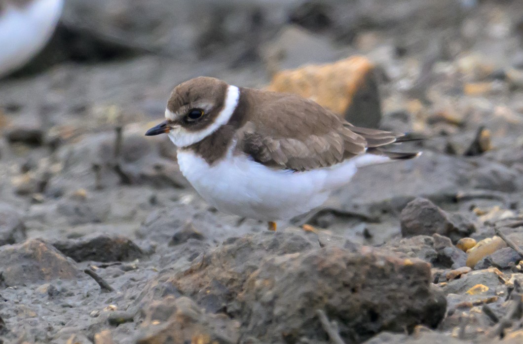 Semipalmated Plover - ML623856485