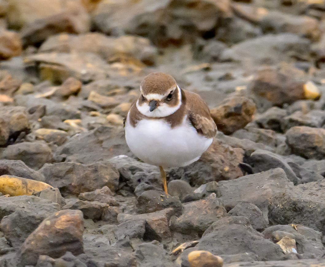 Semipalmated Plover - ML623856486