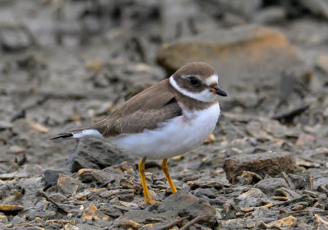 Semipalmated Plover - ML623856487