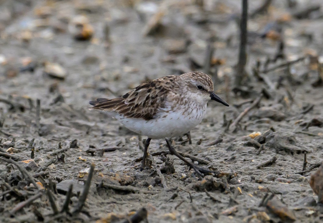 Semipalmated Sandpiper - ML623856492