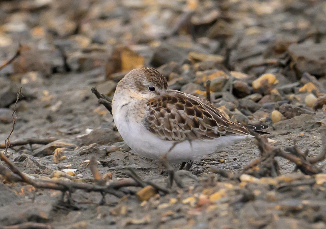 Semipalmated Sandpiper - ML623856493