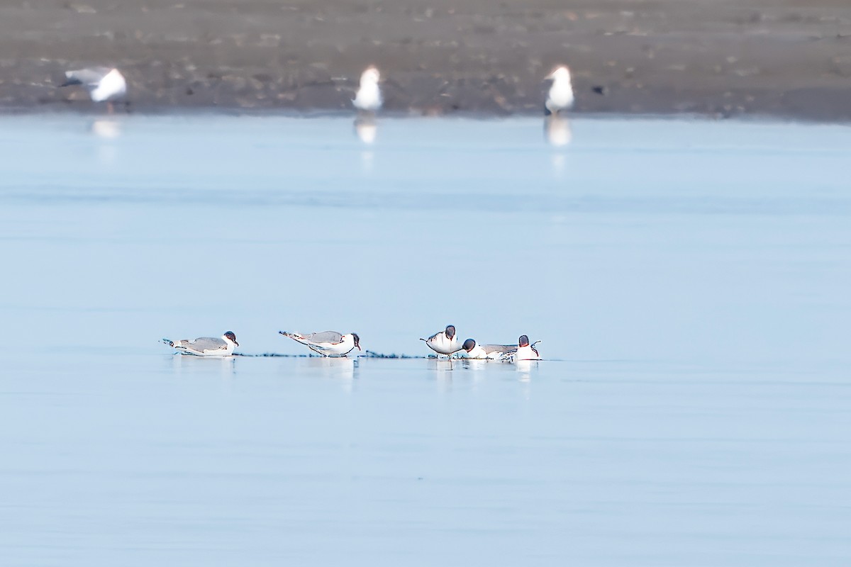 Sabine's Gull - ML623856512